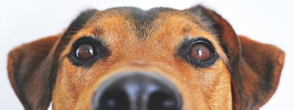 Prati sintetici e animali