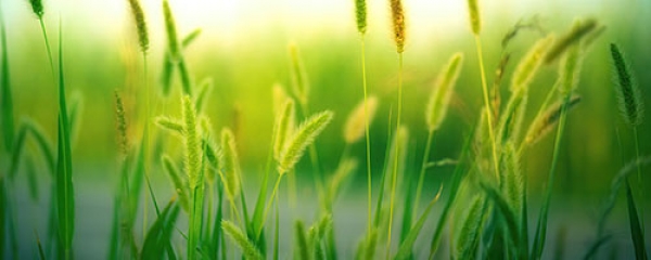 Diserbatura e fertilizzazione