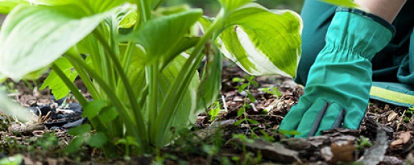 Manutenzione giardini