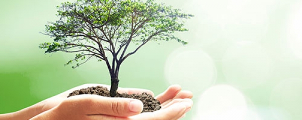 Fornitura piante, fiori e arredamento
