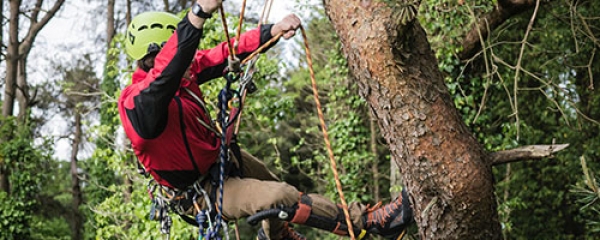 Potature in Tree climbing